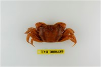 藏品(臺灣厚蟹)的圖片